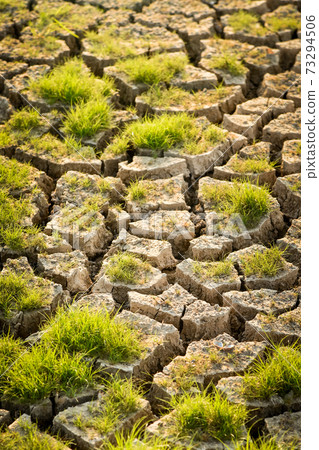 Green grass on cracked land background Green grass on cracked land background 73294506