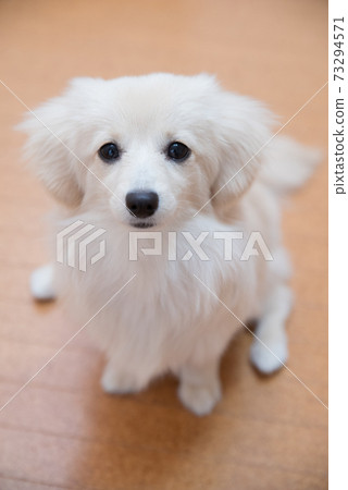 Small dog sitting Pomex 73294571