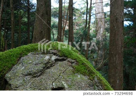Moss growing on the rocks of Yakushima 73294698