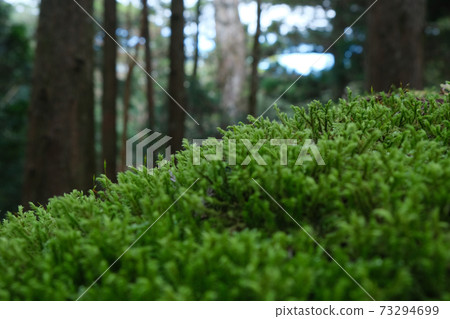 Moss of Yakushima Moss of Yakushima 73294699