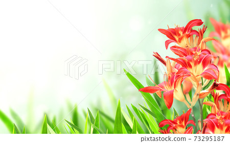 Sunny spring background with lily flower on flowerbed 73295187