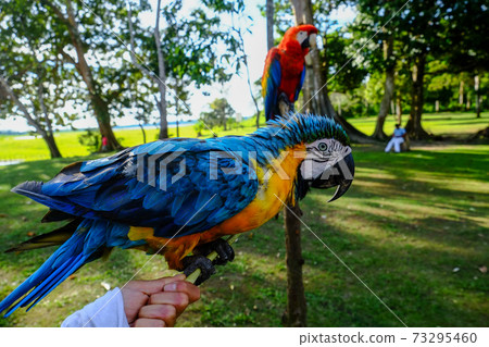 Iquitos Amazon, Peru, South America Deep flora and fauna and landscape 73295460