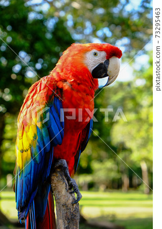 Iquitos Amazon, Peru, South America Deep flora and fauna and landscape Iquitos Amazon, Peru, South America Deep flora and fauna and landscape 73295463