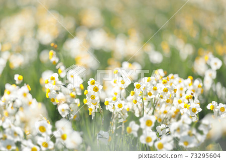 Japanese daffodils blooming in Karaoto Suisen Park, Masuda City 73295604