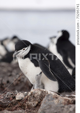 Parent and child of chinstrap penguins Parent and child of chinstrap penguins 73295741