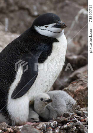 Chinstrap penguin nesting 73295752