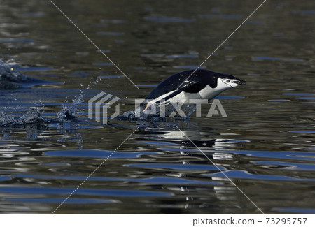 鬍子企鵝 73295757