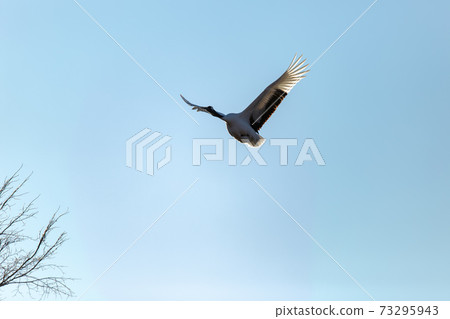 Red-crowned crane in Tsurui Village, Akan District, Hokkaido Red-crowned crane in Tsurui Village, Akan District, Hokkaido 73295943