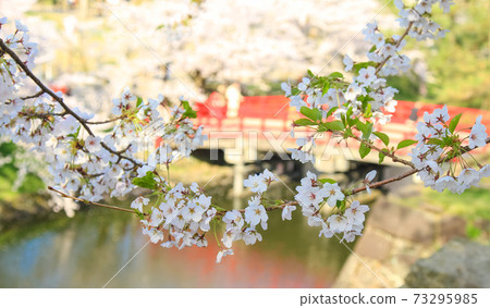 Hirosaki Park Cherry Blossom Bridge 73295985