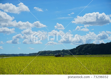 穿過稻穗和夏日天空的耕機 73296032