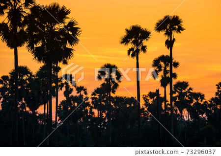 Silhoeutte sugar palm tree  at sunset with twilight sky 73296037