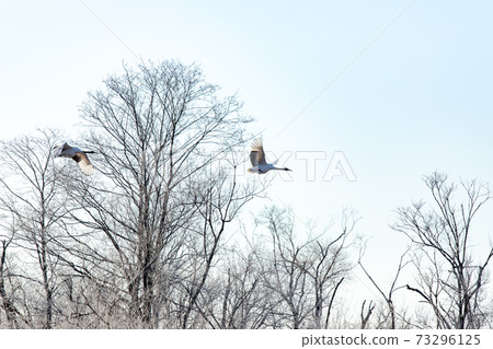 Red-crowned crane in Tsurui Village, Akan District, Hokkaido Red-crowned crane in Tsurui Village, Akan District, Hokkaido 73296125