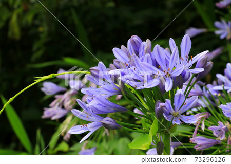 Agapanthus with a refreshing hue Agapanthus with a refreshing hue 73296126