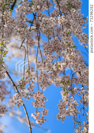 弘前公園櫻花盛開在蔚藍的天空 弘前公園櫻花盛開在蔚藍的天空 73296282
