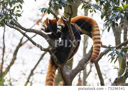 Red Panda Tama Zoo Red Panda Tama Zoo 73296541