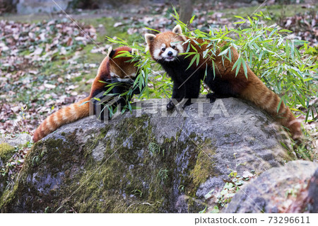 Red Panda Tama Zoo Red Panda Tama Zoo 73296611