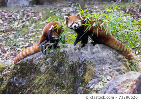 紅熊貓多摩動物園 紅熊貓多摩動物園 73296620
