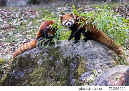 Red Panda Tama Zoo Red Panda Tama Zoo 73296621