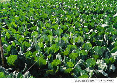 Green vegetable fields on an outdoor farm nature 73296668