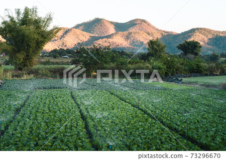 Green vegetable fields on an outdoor farm nature Green vegetable fields on an outdoor farm nature 73296670