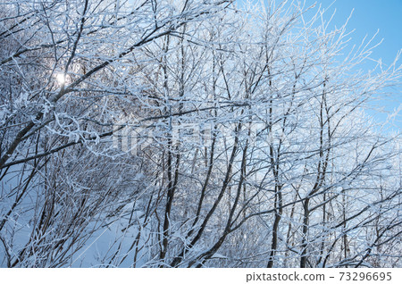 樹木和太陽在下雪天 73296695