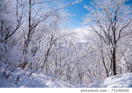 樹木和太陽在下雪天 樹木和太陽在下雪天 73296698