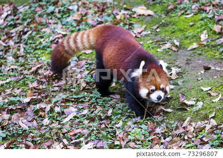 紅熊貓多摩動物園 紅熊貓多摩動物園 73296807