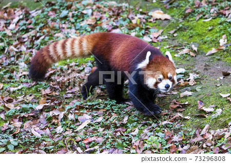 紅熊貓多摩動物園 73296808