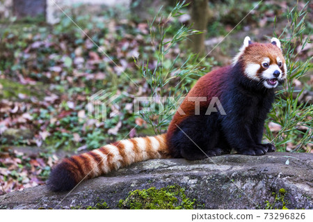 紅熊貓多摩動物園 紅熊貓多摩動物園 73296826