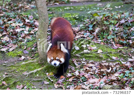 Red Panda Tama Zoo 73296837