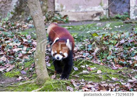 紅熊貓多摩動物園 73296839
