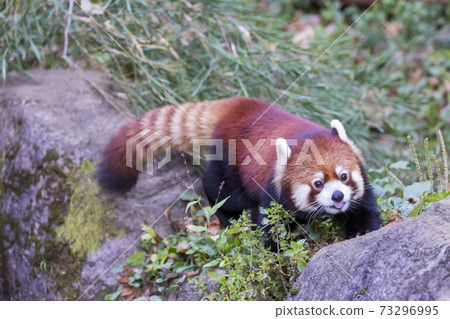 Red Panda Tama Zoo Red Panda Tama Zoo 73296995