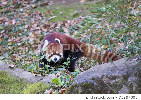 紅熊貓多摩動物園 73297005