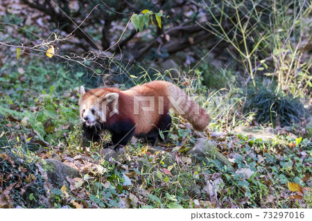 Red Panda Tama Zoo 73297016