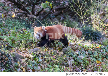 Red Panda Tama Zoo 73297017