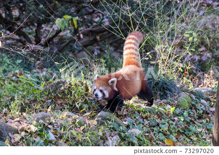 Red Panda Tama Zoo Red Panda Tama Zoo 73297020