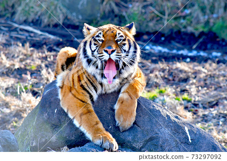 老虎在陽光下尖叫 73297092