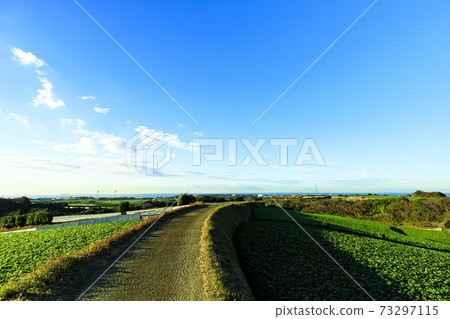 Winter of radish field, a specialty of Shonan Miura Peninsula 73297115