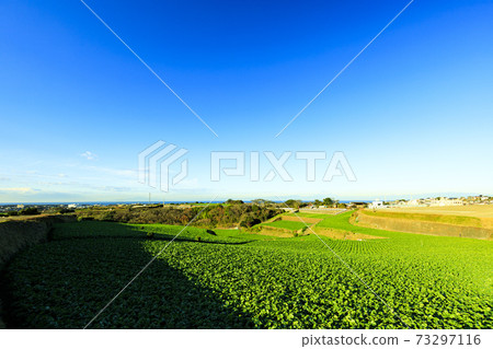 Winter of radish field, a specialty of Shonan Miura Peninsula 73297116
