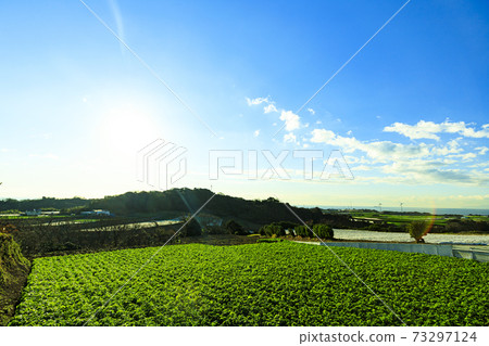 Winter of radish field, a specialty of Shonan Miura Peninsula Winter of radish field, a specialty of Shonan Miura Peninsula 73297124