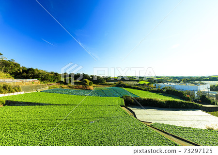 湘南三浦半島特產蘿蔔田的冬天 湘南三浦半島特產蘿蔔田的冬天 73297125