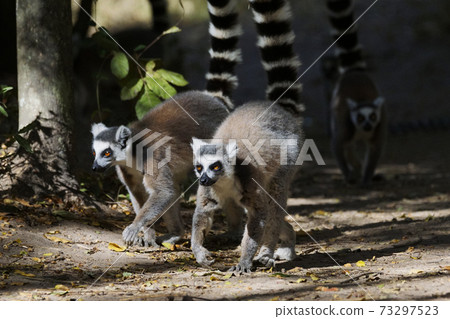 金剛狼狐猴 73297523