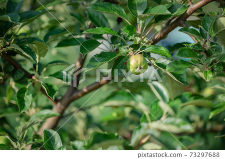 Young green apples fruits are hanging on a tree branch. Young green apples fruits are hanging on a tree branch. 73297688