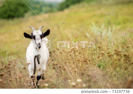 Portrait of a white goat in a meadow closeup, blur background. 73297736