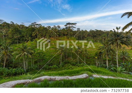 Rice fields Jatiluwih - Bali island Indonesia Rice fields Jatiluwih - Bali island Indonesia 73297738