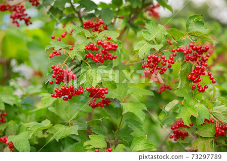 Macro, close-up of beautiful red fruits of Viburnum vulgaris, snowball tree berries. Macro, close-up of beautiful red fruits of Viburnum vulgaris, snowball tree berries. 73297789