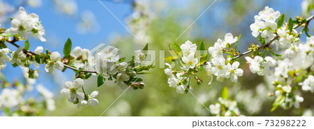 Blooming tree. White flowers on a cherry tree. Spring background 73298222