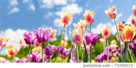 Colorful tulips blooming in a garden. Spring background 73298223