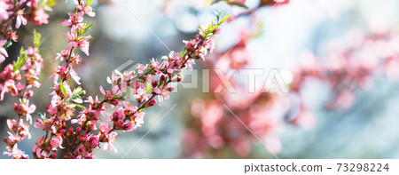 Blooming tree. Pink flowers on a almond tree. Spring  background 73298224