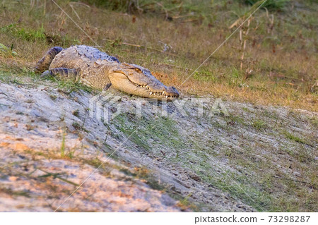 Mugger Crocodile,  Royal Bardia National Park, Nepal 73298287